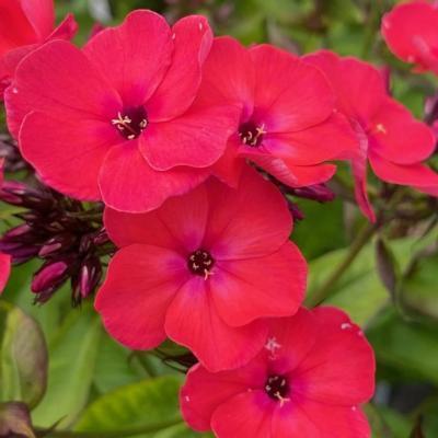 Phlox paniculata 'Famous Cerise'